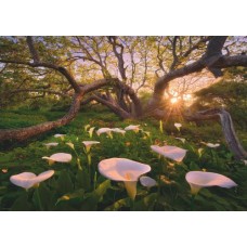 Puzzle Calla Clearing 1000 pc.Heye 29906